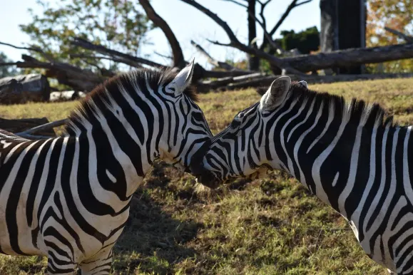 LunarSlots Kaszinó Támogatás